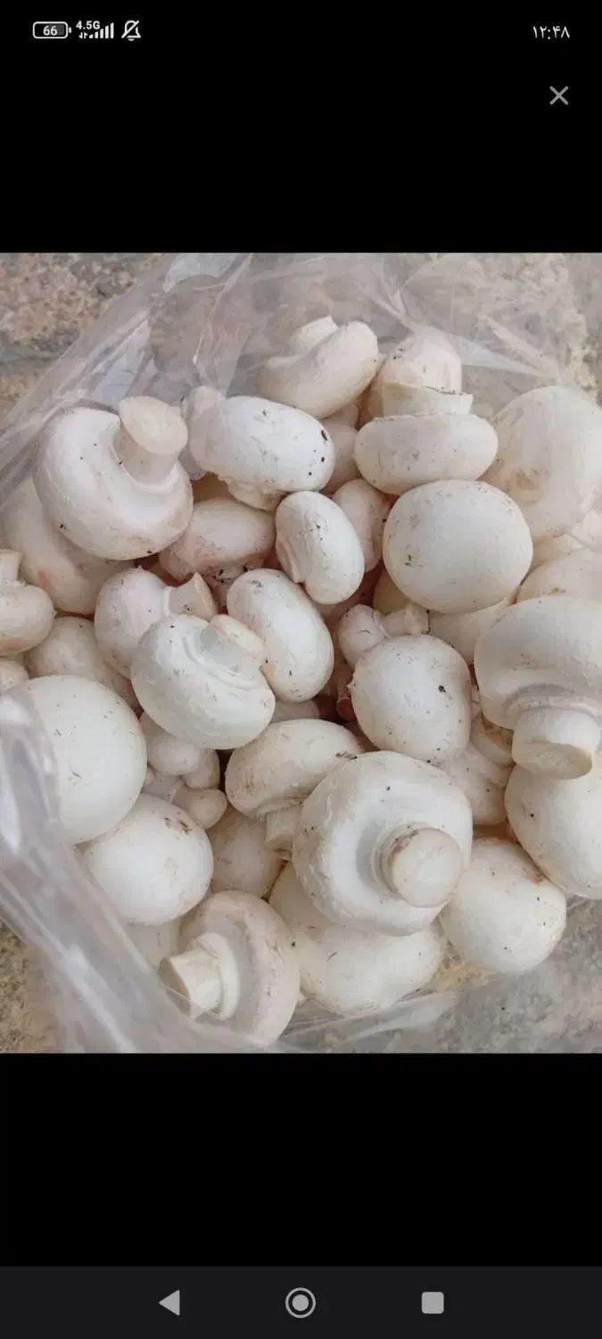 قارچ ریزریز ریزدکمه ای|خوردنی و آشامیدنی|ماهیدشت, |دیوار