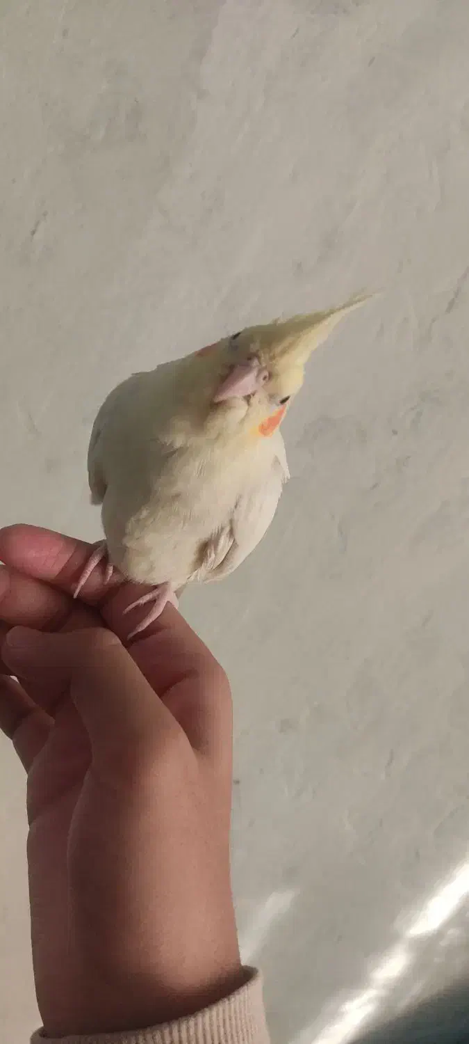 عروس هلندی جفت|پرنده|تهران, شهرک صادقیه|دیوار