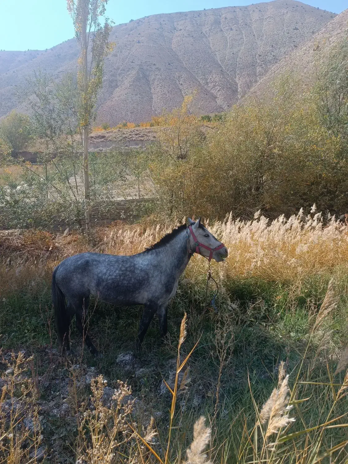 مادیان ۳سال|اسب و تجهیزات اسبسواری|شاهرود, |دیوار