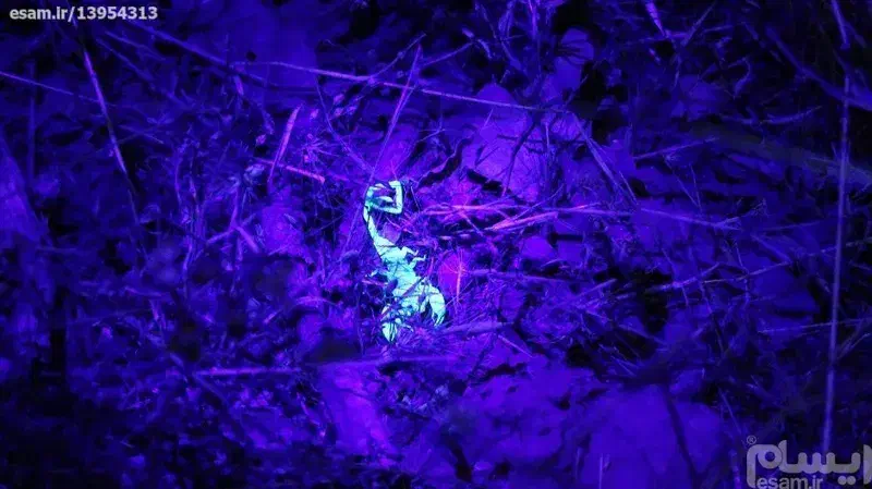 چراغ قوه خاص|کوهنوردی و کمپینگ|زاهدان, |دیوار