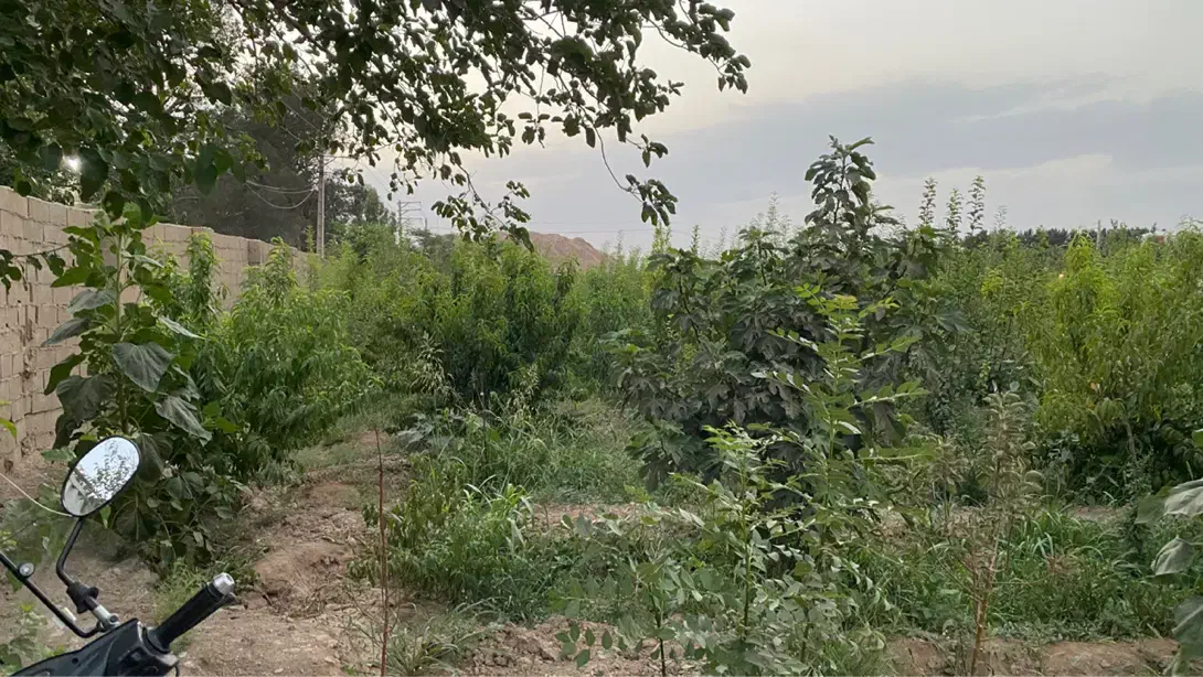 باغ چهاردیواری|فروش دفتر صنعتی، کشاورزی، تجاری|اسلامشهر, کاشانک|دیوار