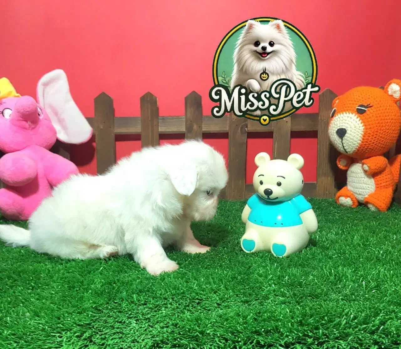 شیتزو سوپر فلت اصیل|سگ|مشهد, هنرستان|دیوار