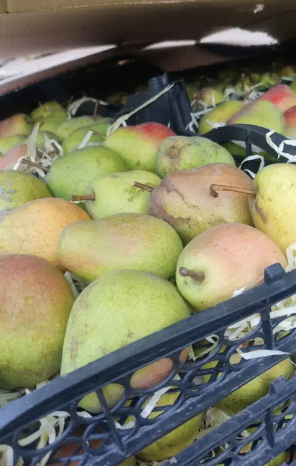 گلابی درگزی|خوردنی و آشامیدنی|نوشین شهر, |دیوار