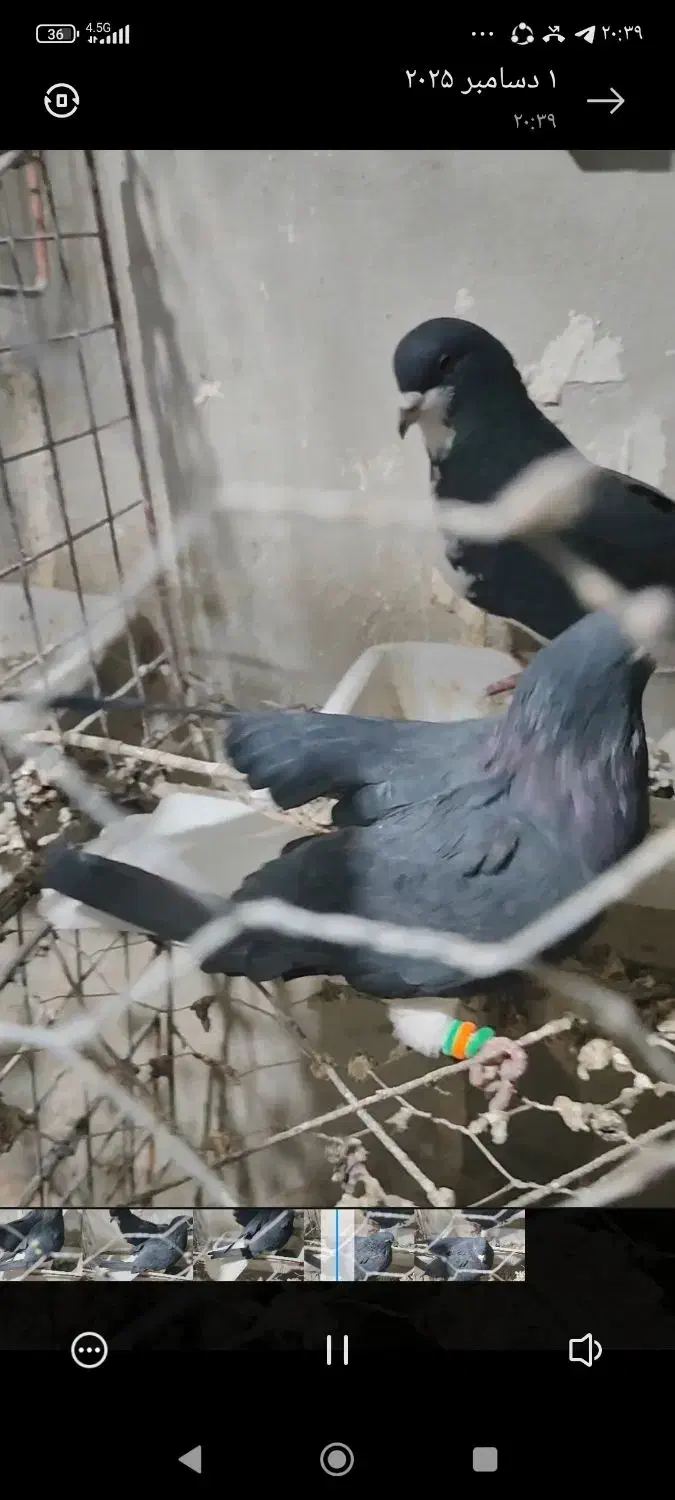 نره ماده خوشرنگ یقه بسته|پرنده|لنجان, |دیوار