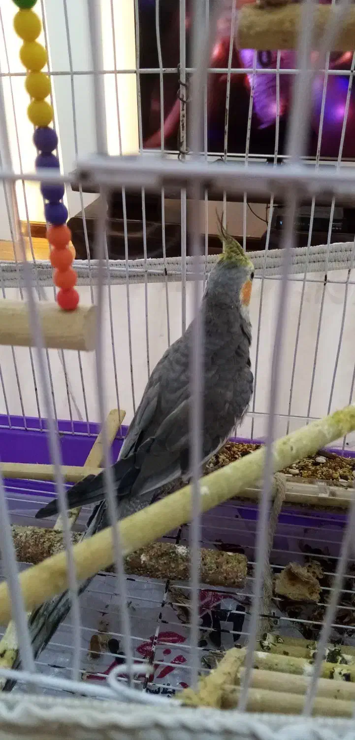 عروس سخنگو 8ماهه کاملا دستی با قفس|پرنده|رشت, کوی عرفان|دیوار