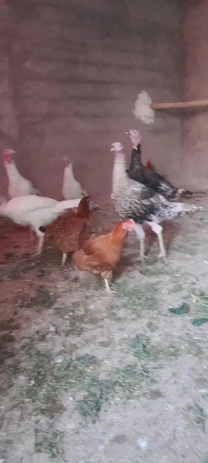 سه عدد بوقلمون نر|پرنده|شیروان (خراسان), |دیوار