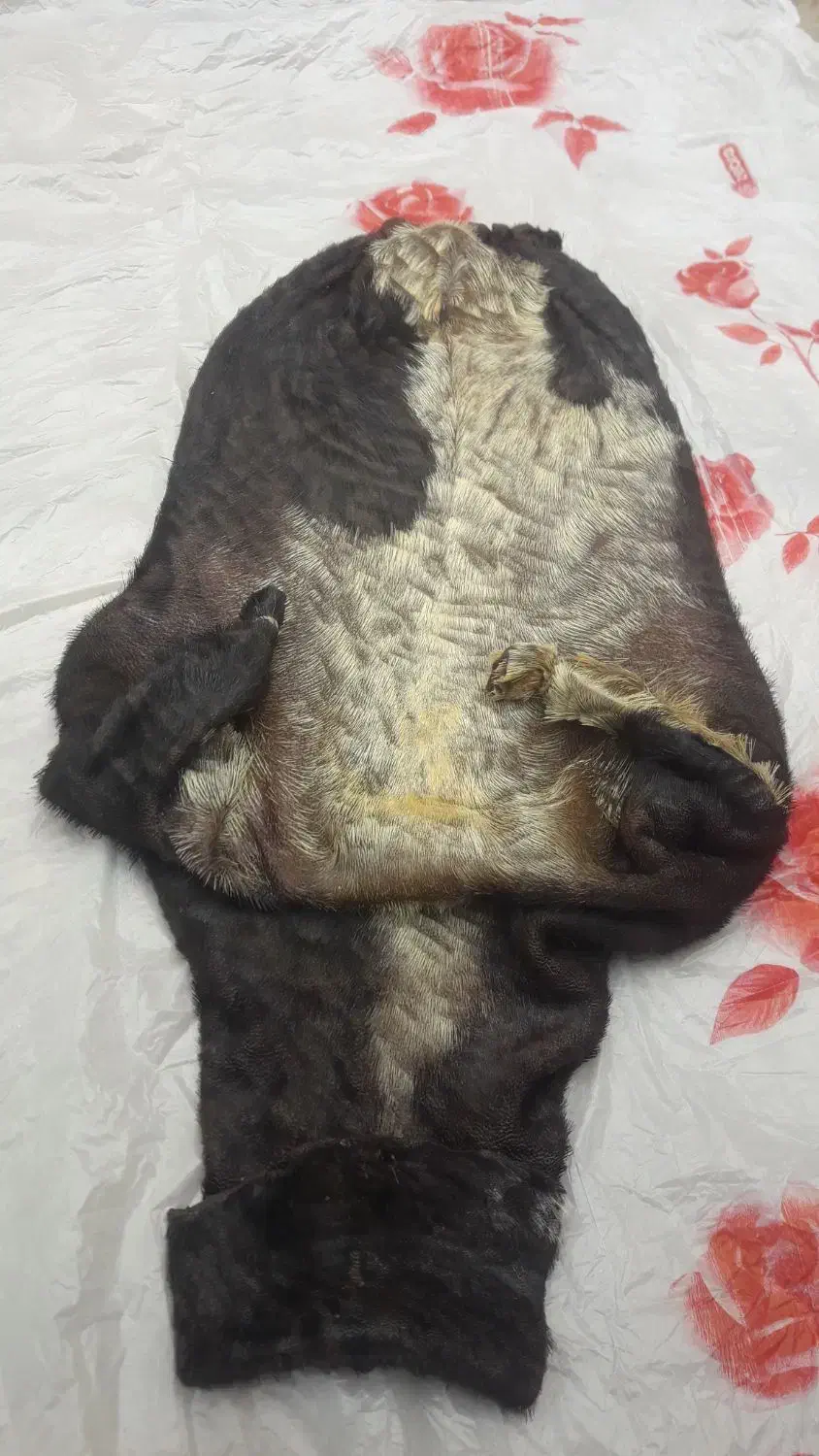 خیگ|صنایع دستی و سایر لوازم تزئینی|مسجد سلیمان, |دیوار