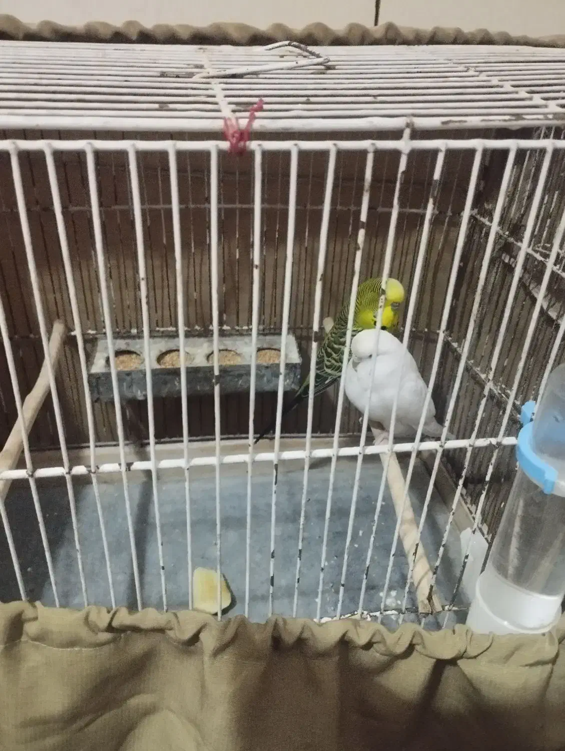 پرنده|پرنده|گرمسار, |دیوار