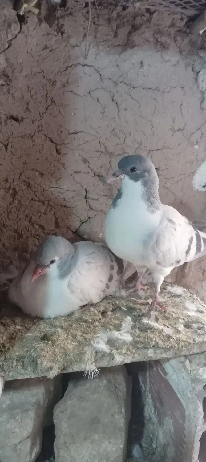 کفتر|پرنده|شیروان (خراسان), |دیوار