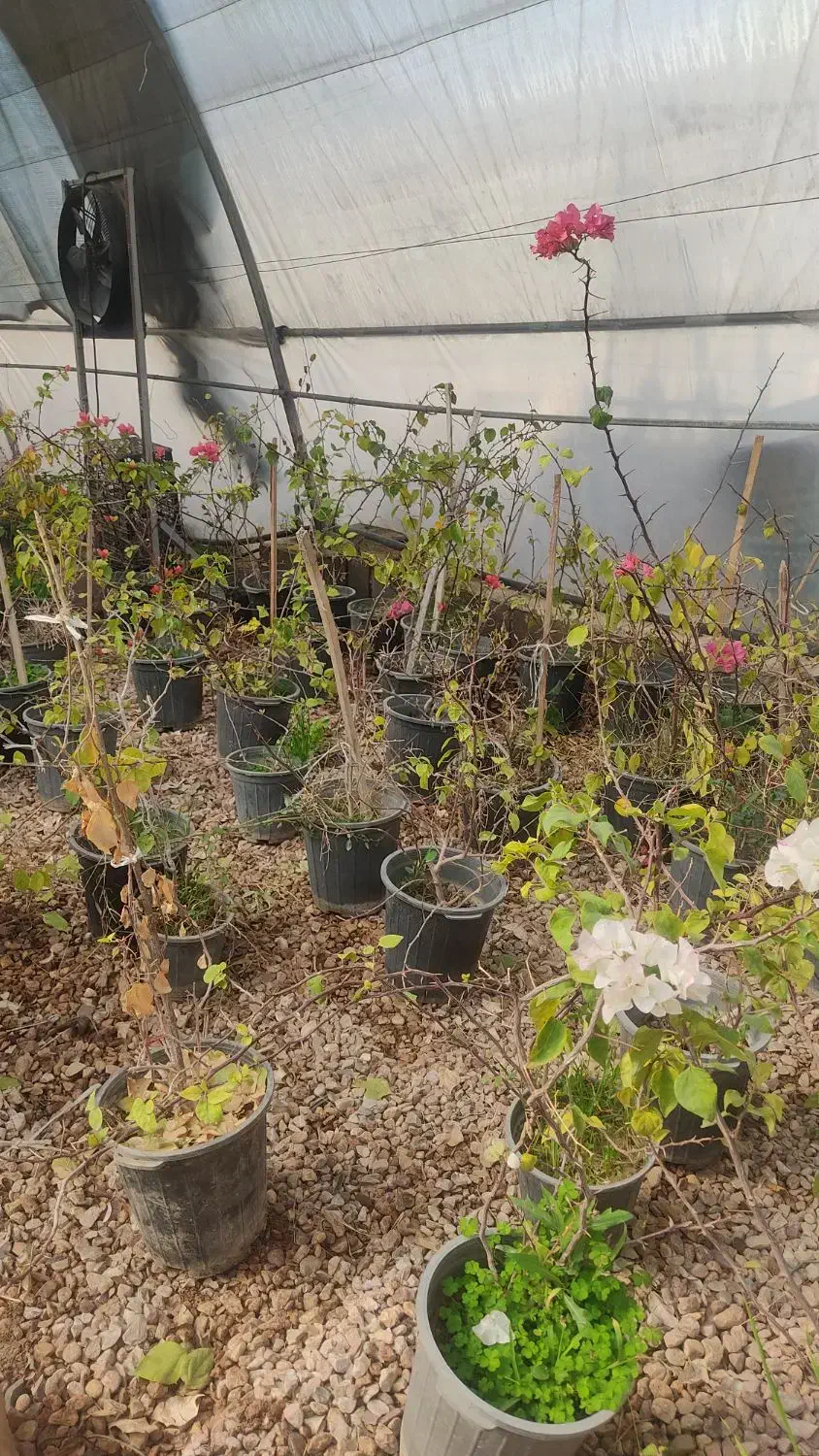 عرضه گل رز و گل کاغذی|گل و گیاه طبیعی|شیراز, گویم|دیوار