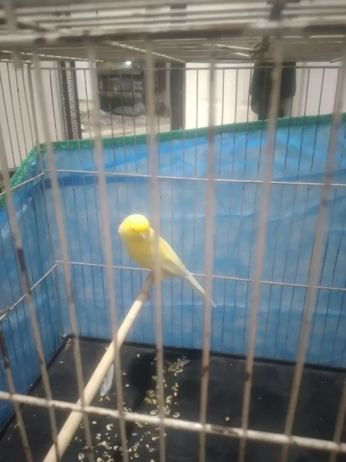 قناری بلند و کشیده بخون|پرنده|صباشهر, |دیوار