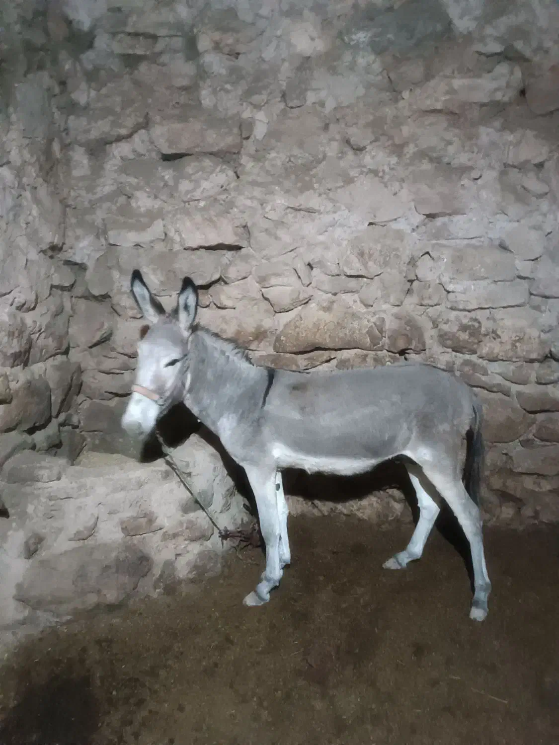 خر نر جوان|حیوانات مزرعه|بجنورد, |دیوار