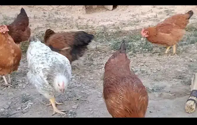 مرغ تخم گذار لوهمن|حیوانات مزرعه|تهران, شهرک استقلال|دیوار