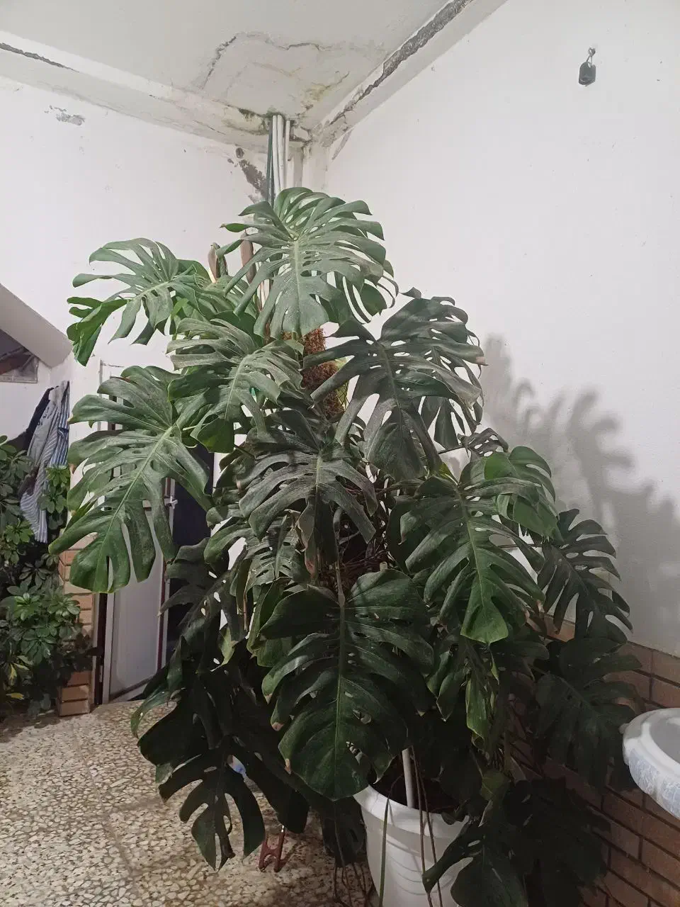 گل برگ انجیری|گل و گیاه طبیعی|فریدونکنار, |دیوار