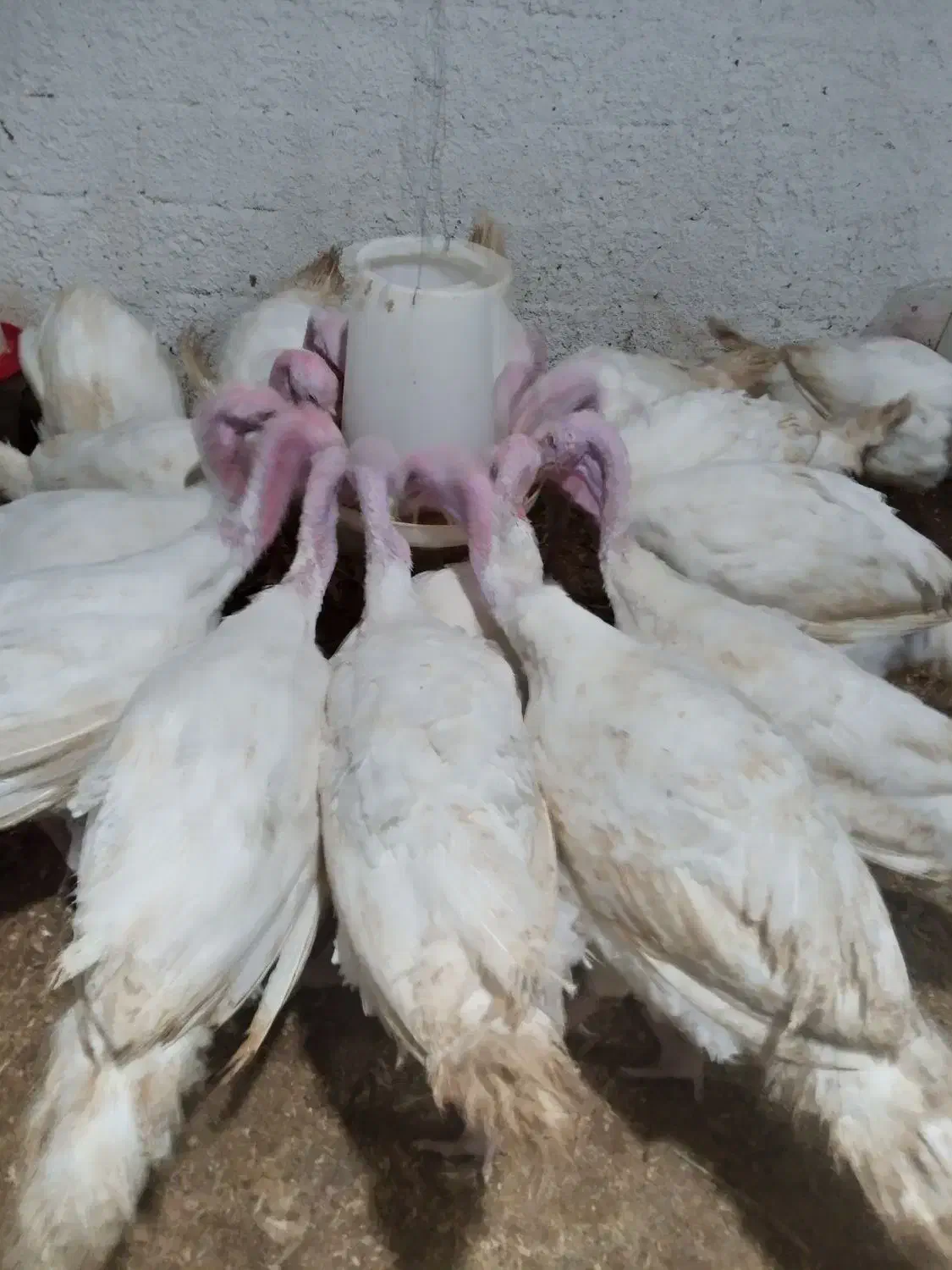 فروش بوقلمون بیوتی|حیوانات مزرعه|چالوس, |دیوار