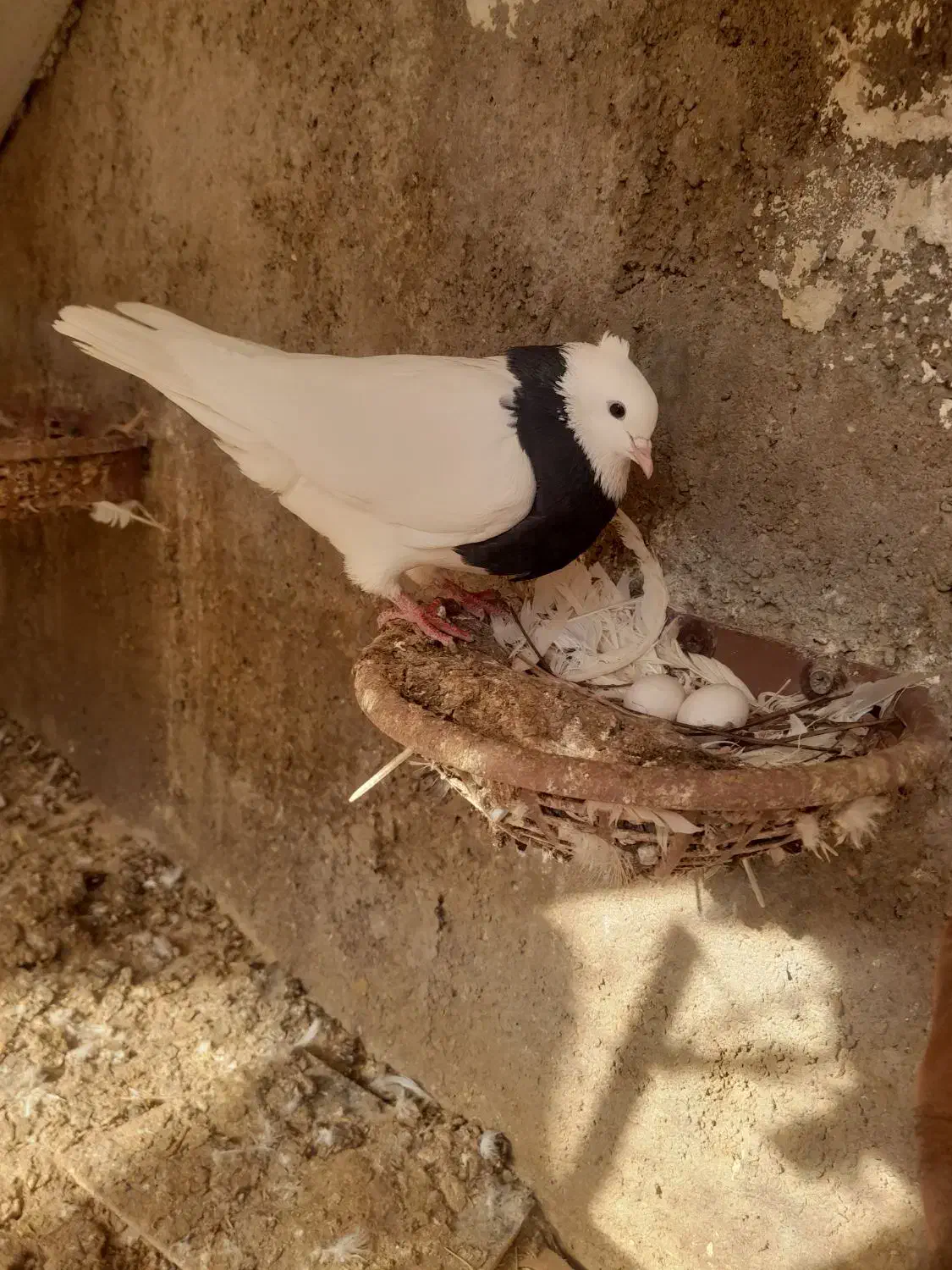 طوقی|پرنده|گتوند, |دیوار