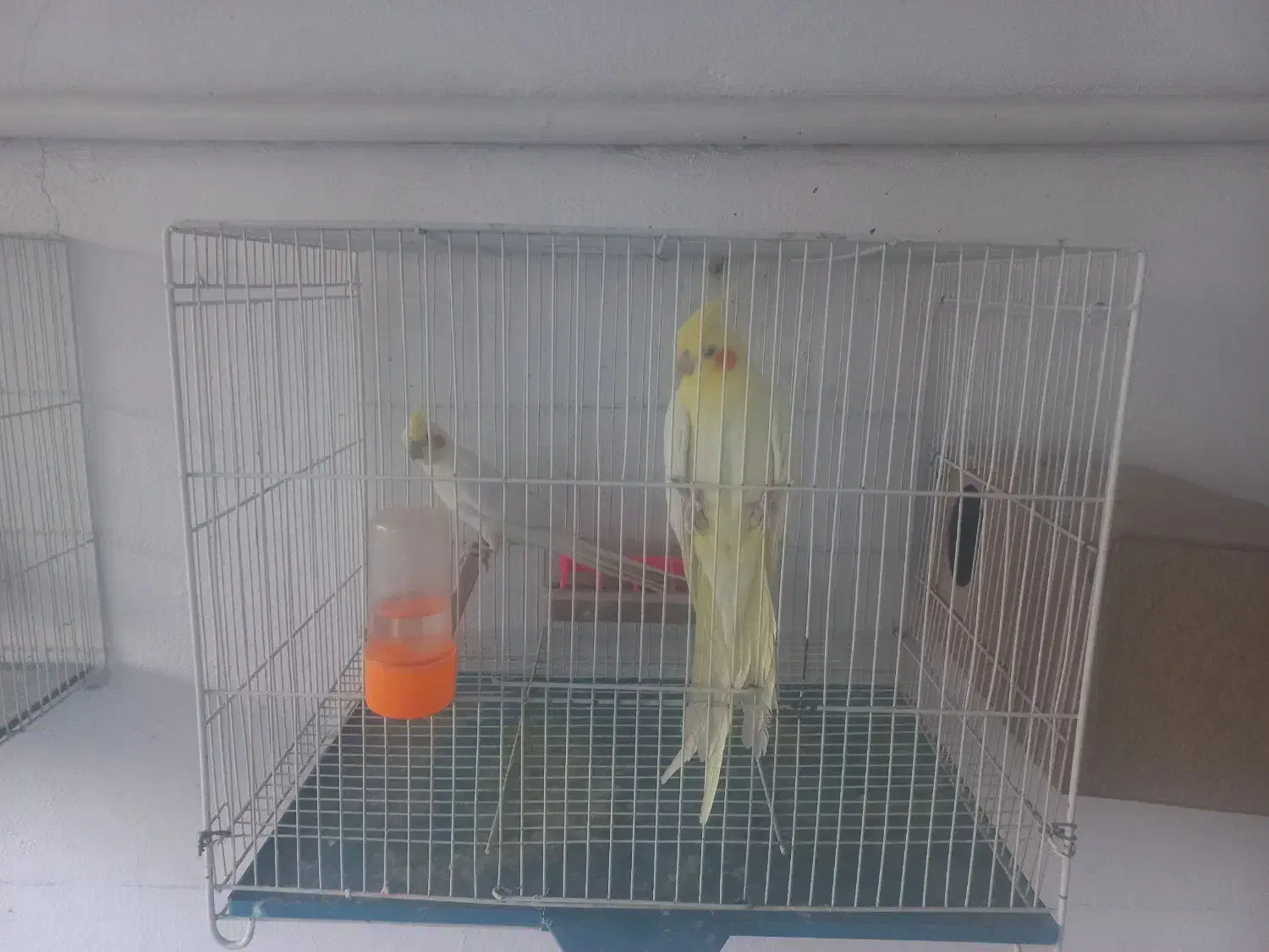 یک جفت عروس هلندی لوتینیو .جوان|پرنده|مشهد, آزادشهر|دیوار