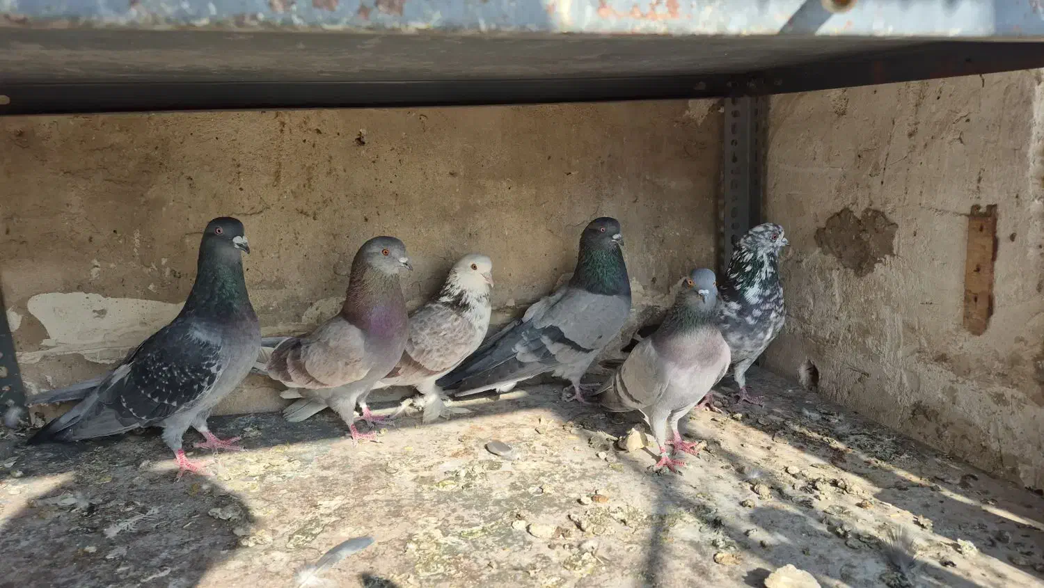 کفتر|پرنده|هشتگرد, مدرس|دیوار