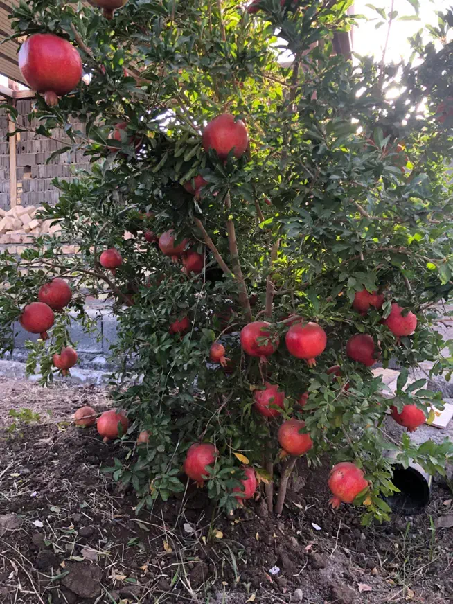 فروش انار باغ به صورت یکجا|خوردنی و آشامیدنی|سلفچگان, |دیوار