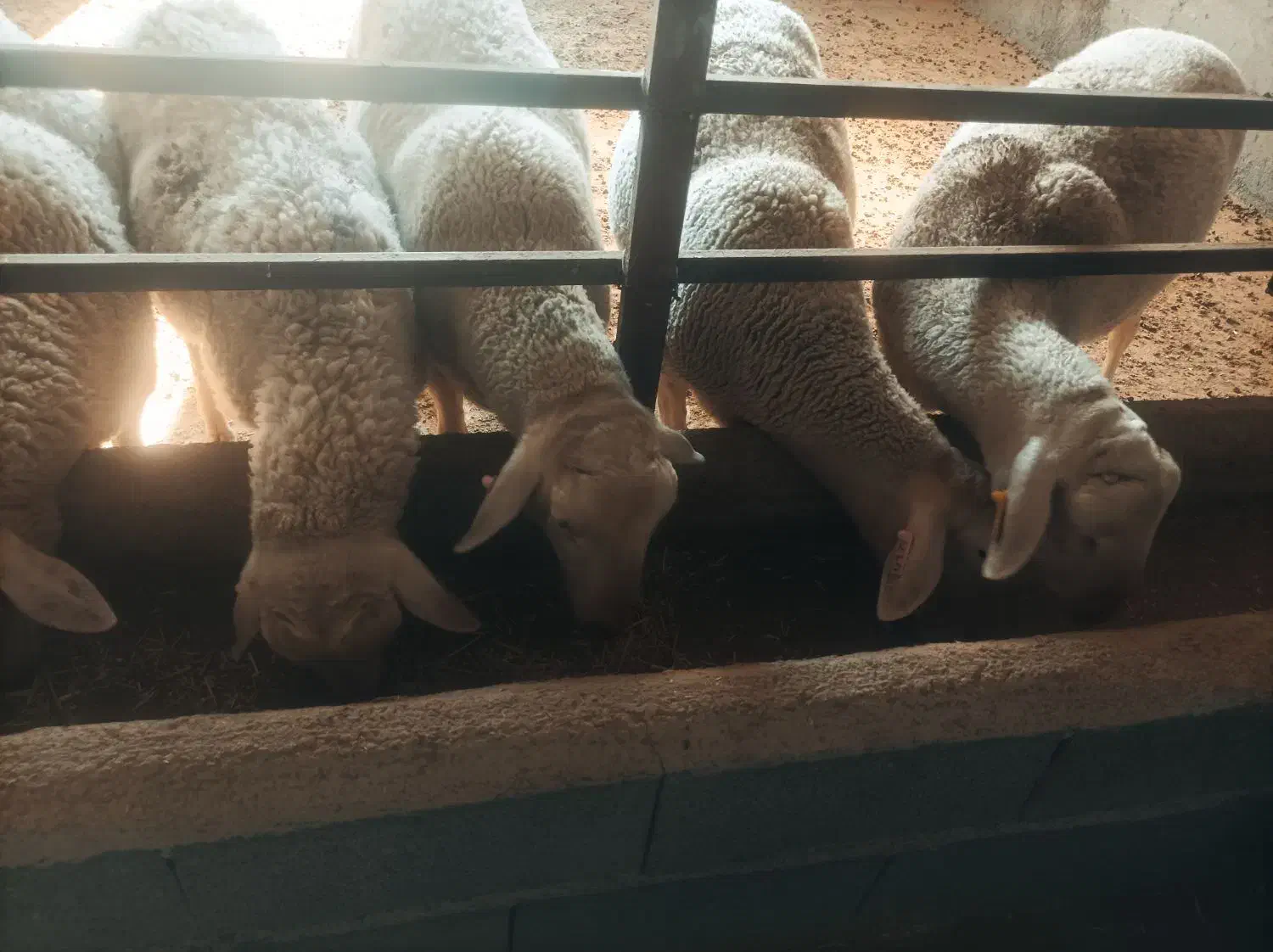 بره لاکن|حیوانات مزرعه|چناران, |دیوار