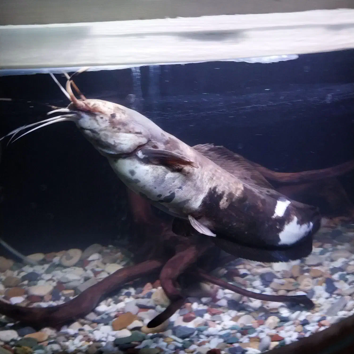 فروش یک عدد ماهی کت افریقایی|ماهی|صدرا-فارس, فاز ۱|دیوار