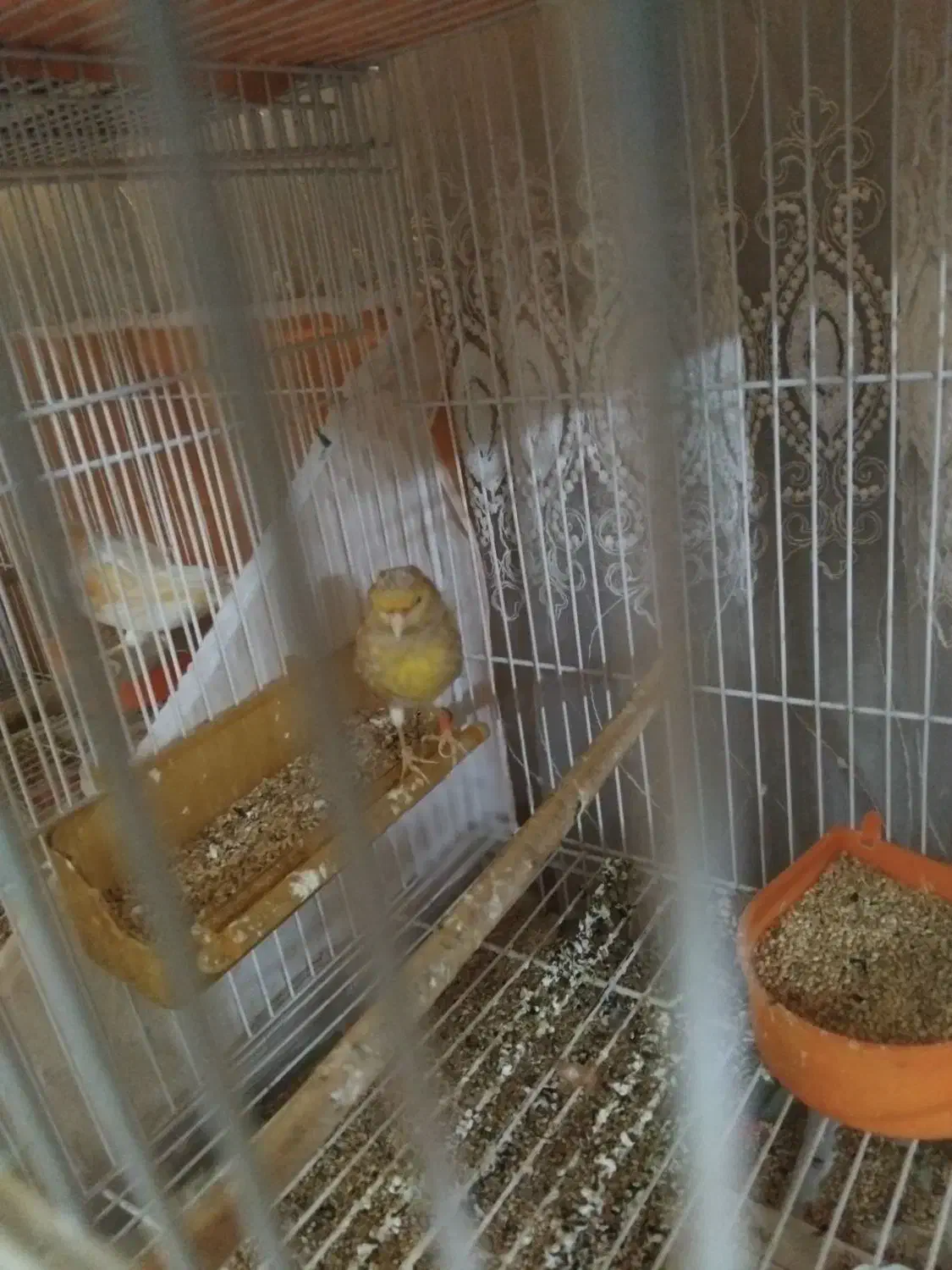 قناری موزائیکی و ردفاکتور|پرنده|مشهد, حسین‌آباد|دیوار