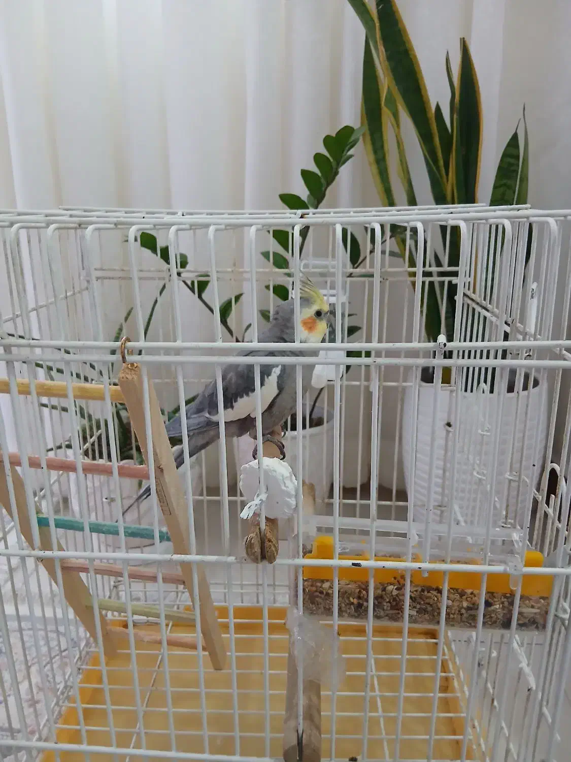 عروس هلندی سخنگو|پرنده|شهریار, شهرک امیریه|دیوار