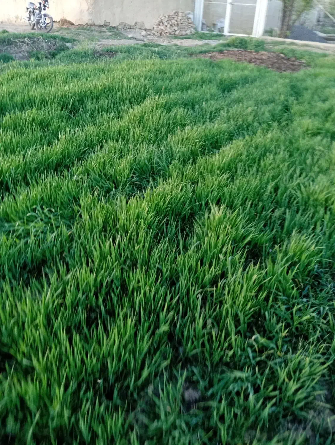 پرس درجه یک خشک|خدمات باغبانی و درختکاری|گلپایگان, |دیوار