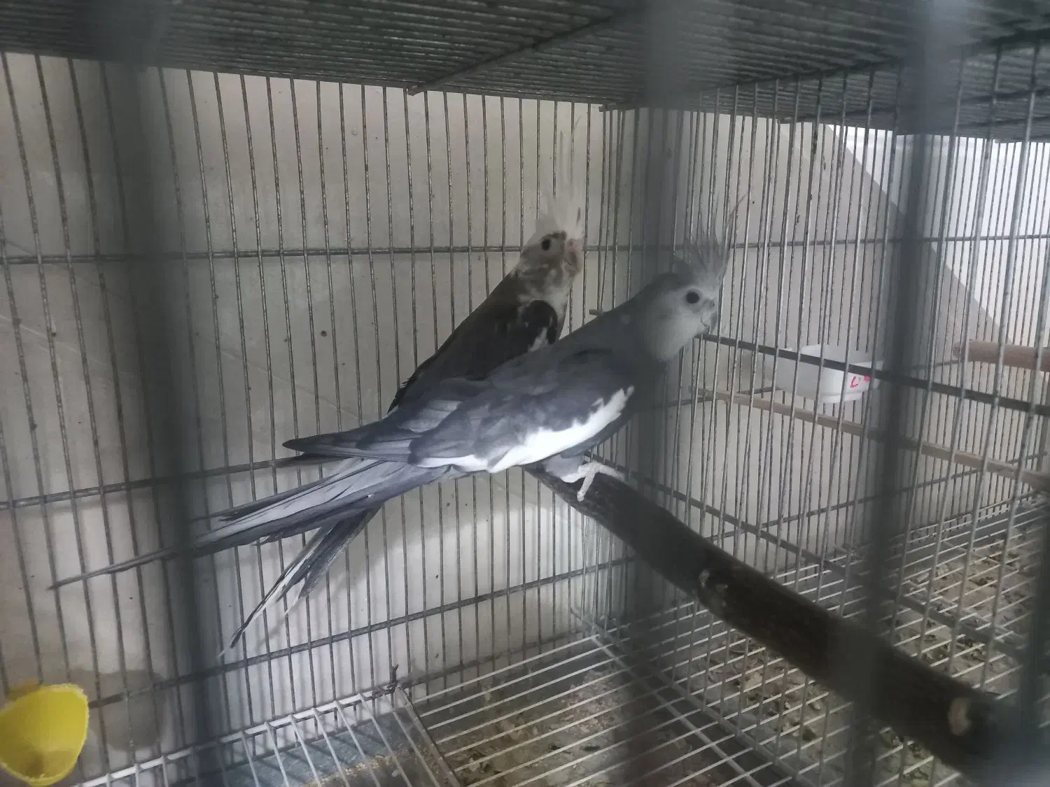 جفت عروس هلندی وایت فیس|پرنده|قم, محمد آباد|دیوار