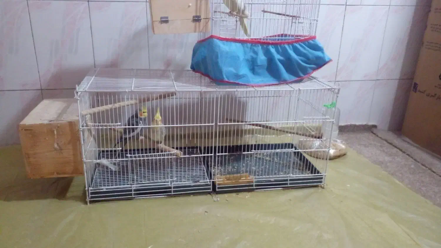 ۳عددعروس هلندی سرحال یکساله|پرنده|سیراف, |دیوار