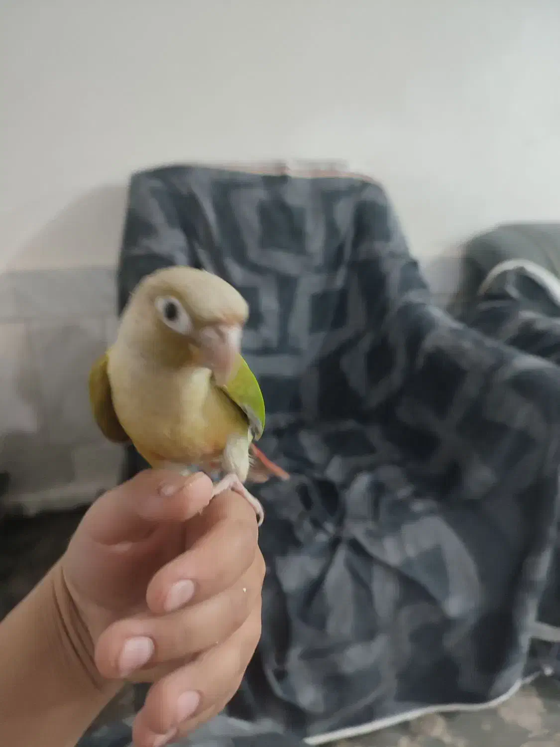 طوطی گرینچیک دستی خیلی ازوم اهلی|پرنده|خواف, |دیوار