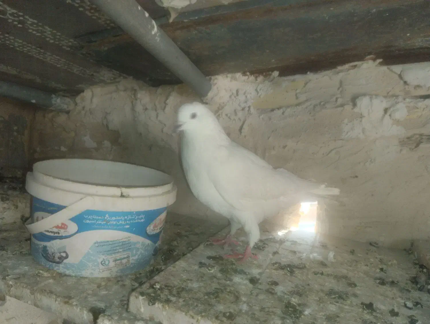 دو عدد کبوتر سفید|پرنده|سنندج, |دیوار