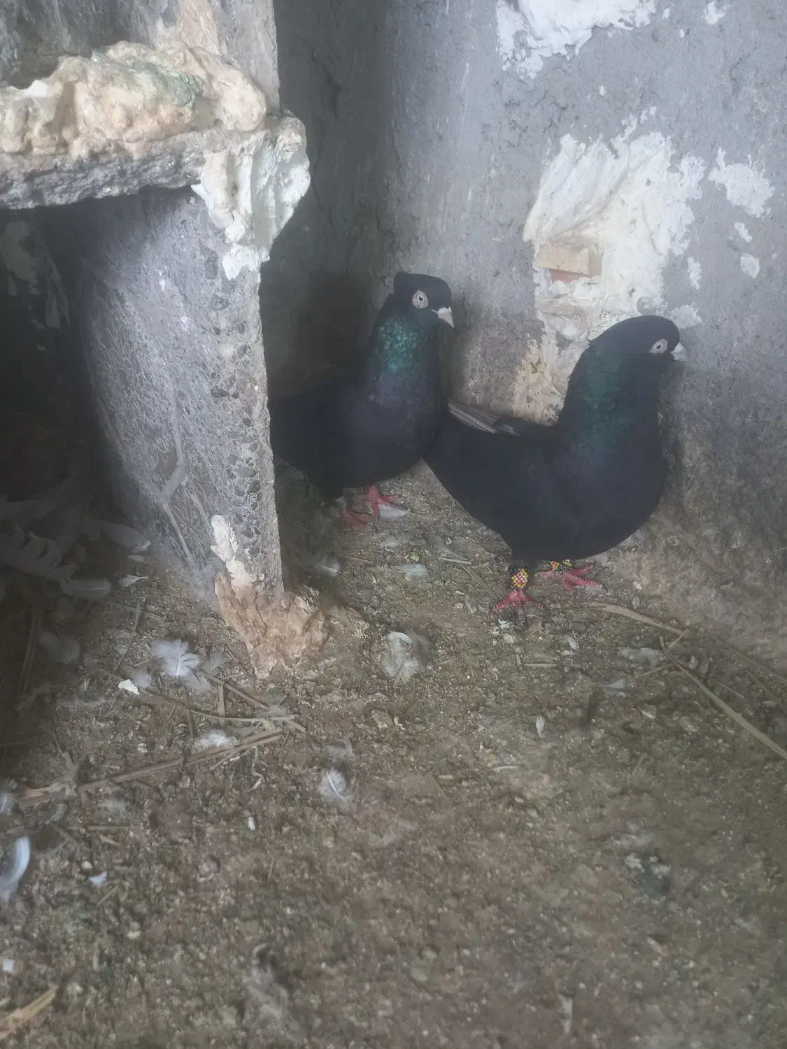 ۷عدد زاغ بازیکن برای فروش ادرس فهرج|پرنده|فهرج, |دیوار