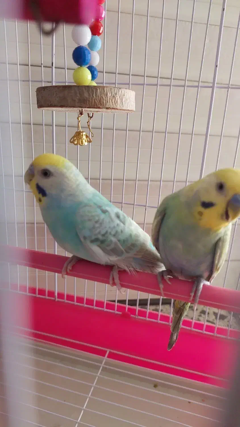 مرغ عشق جفت|پرنده|رشت, گلسار|دیوار