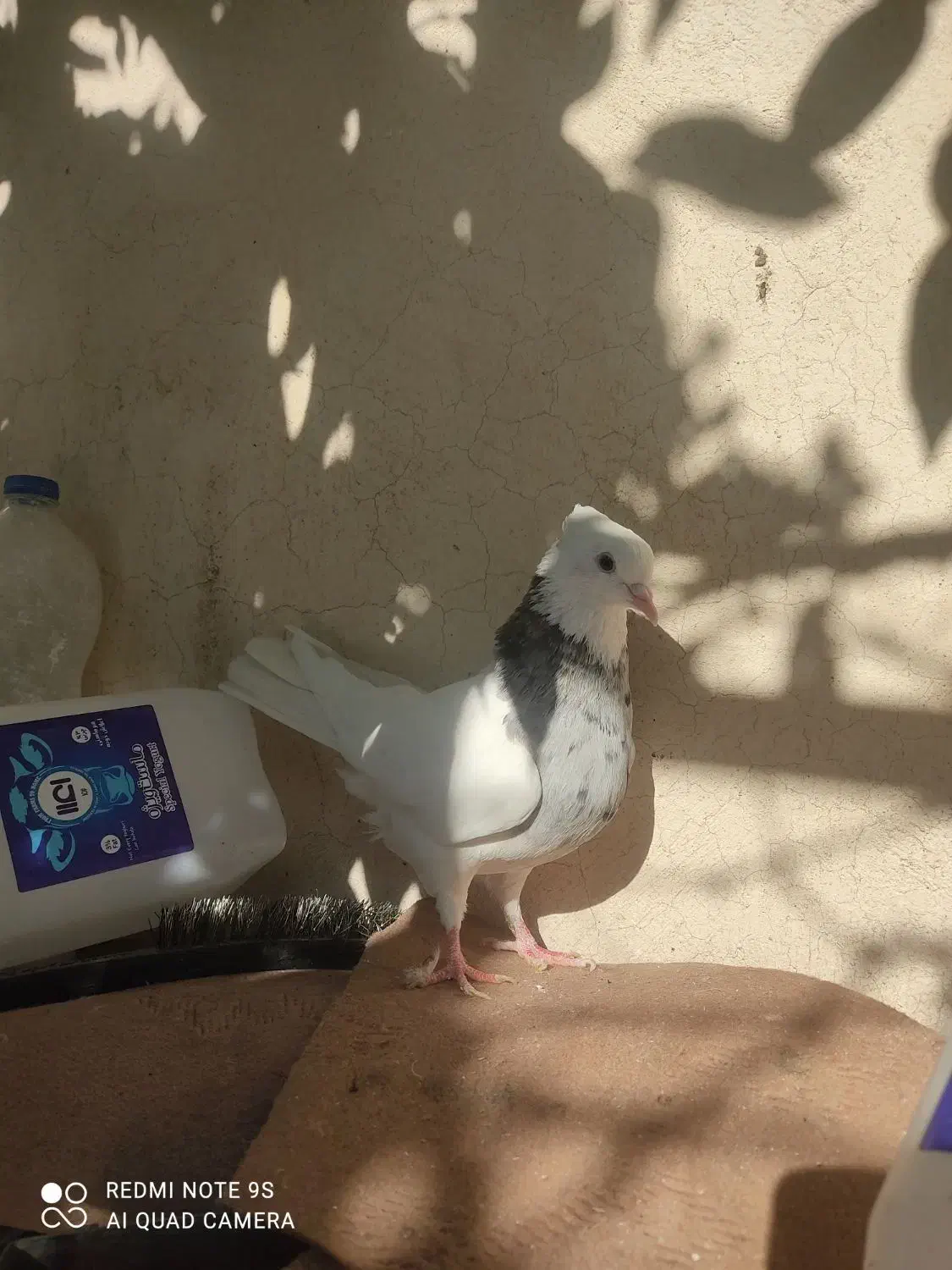 معاوظه با طوق زرد ماده|پرنده|مرودشت, دولت آباد|دیوار