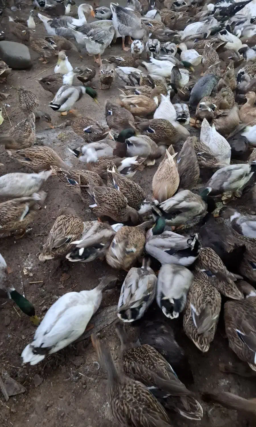 فروش اردک|حیوانات مزرعه|لاهیجان, کوی خزر|دیوار