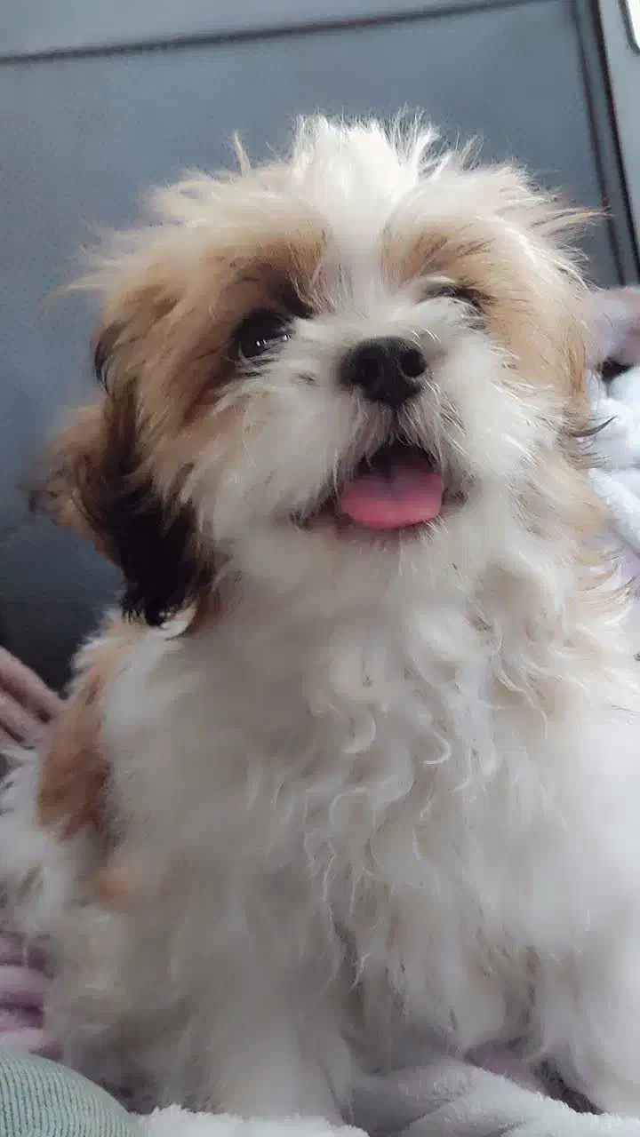 سگ شیتزو|سگ|مشهد, علی آباد|دیوار