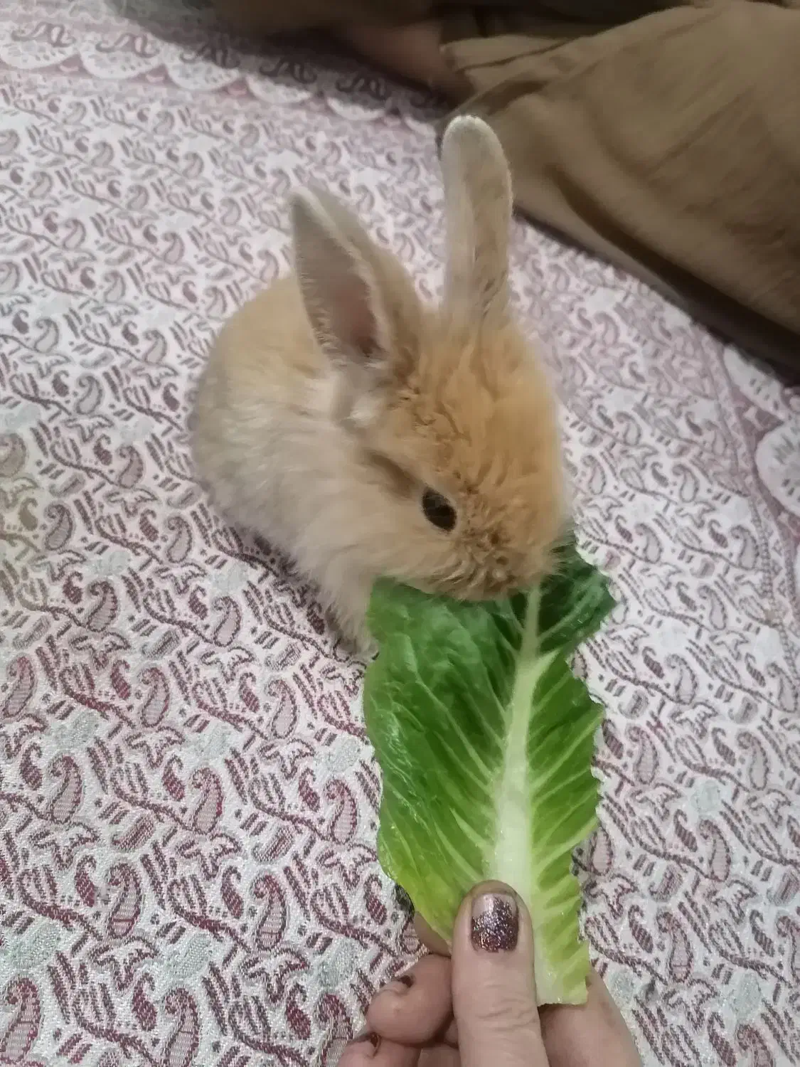 خرگوش|موش و خرگوش|مریوان, |دیوار