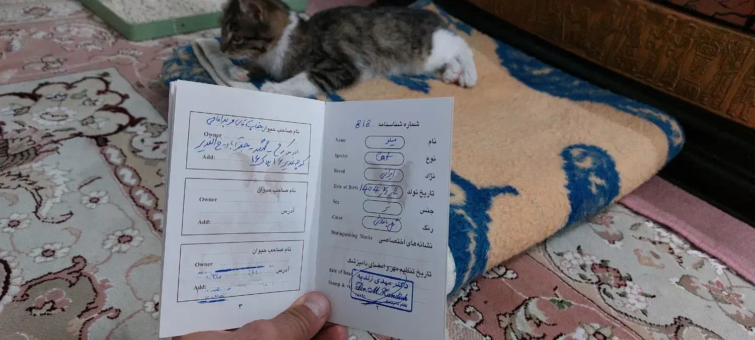 بچه گربه شناسنامه دار واکسیناسون شده|گربه|محمدشهر, جعفرآباد|دیوار