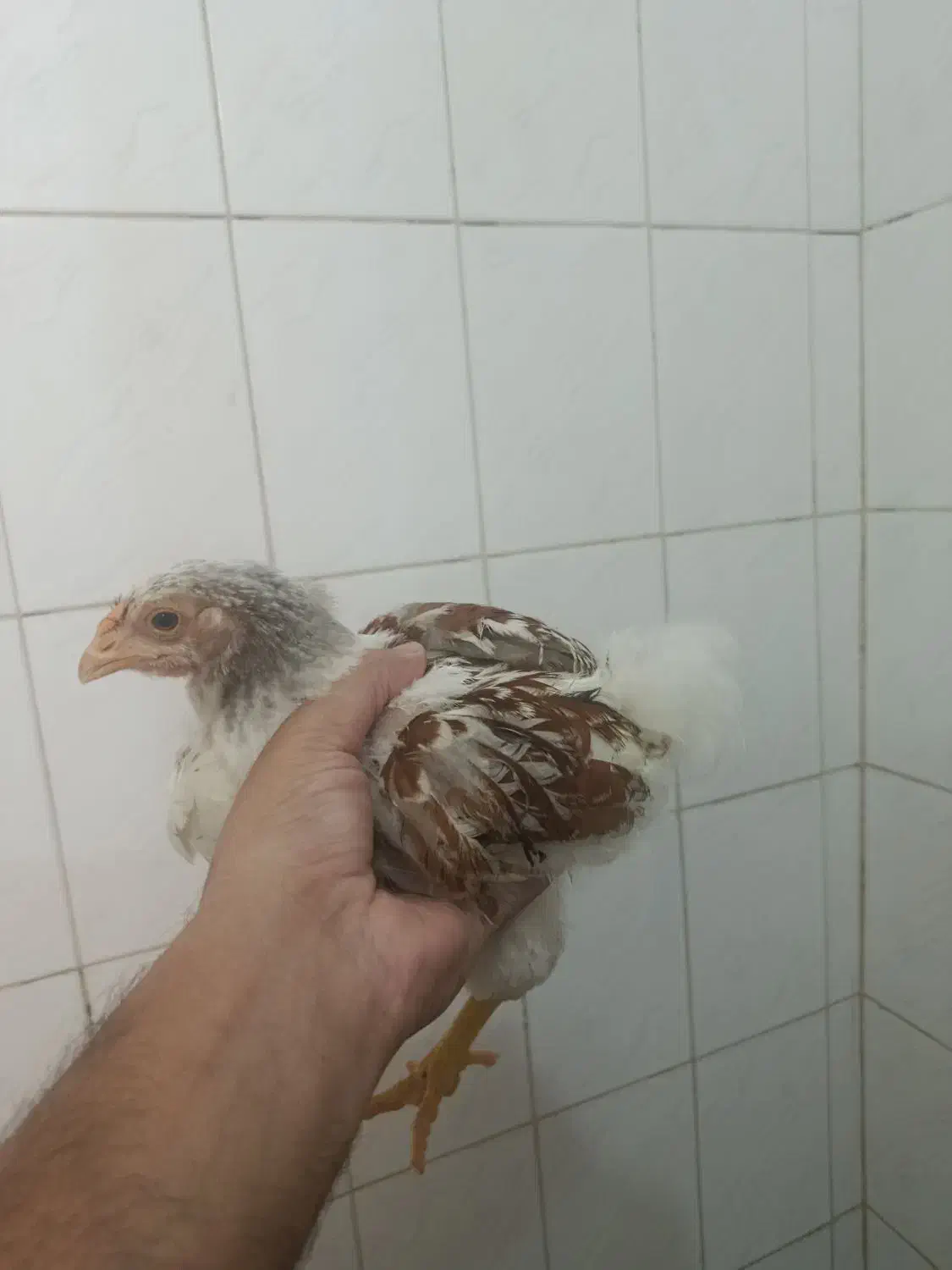 ۶عددنیمچه مرغ خروس ویاندوت اورنج وارداتی کلکسیونی|حیوانات مزرعه|تهران, شهرک رضویه|دیوار