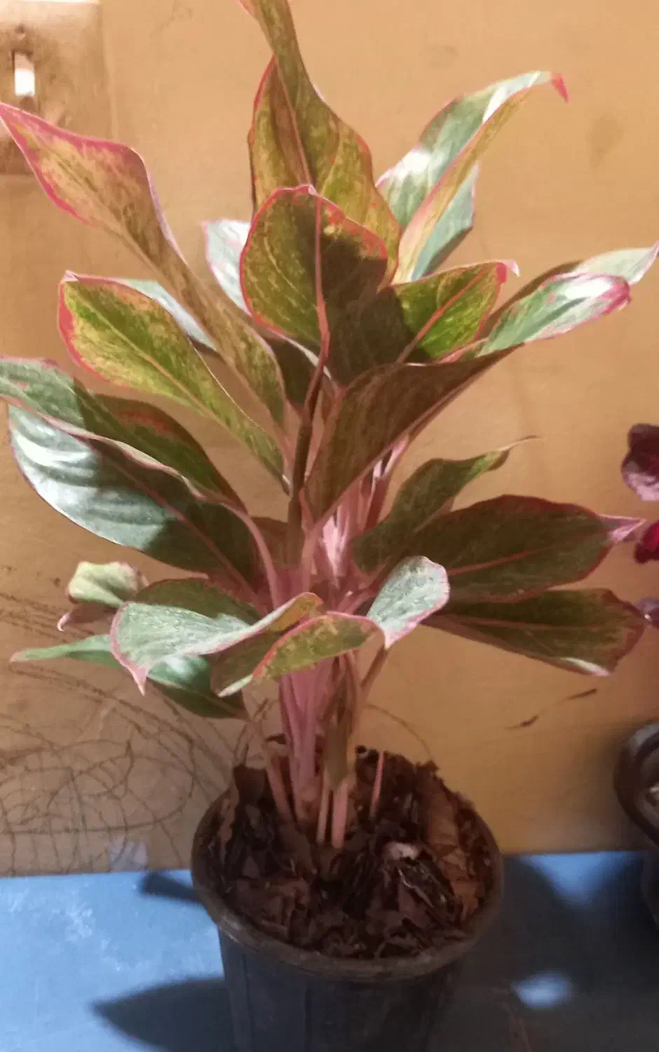 فروش انواع گل اپارتمانی|گل و گیاه طبیعی|بندرعباس, |دیوار