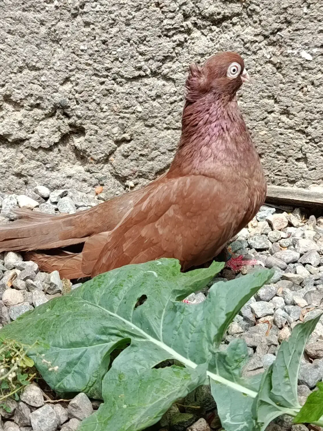 زاغ|پرنده|جیرفت, |دیوار