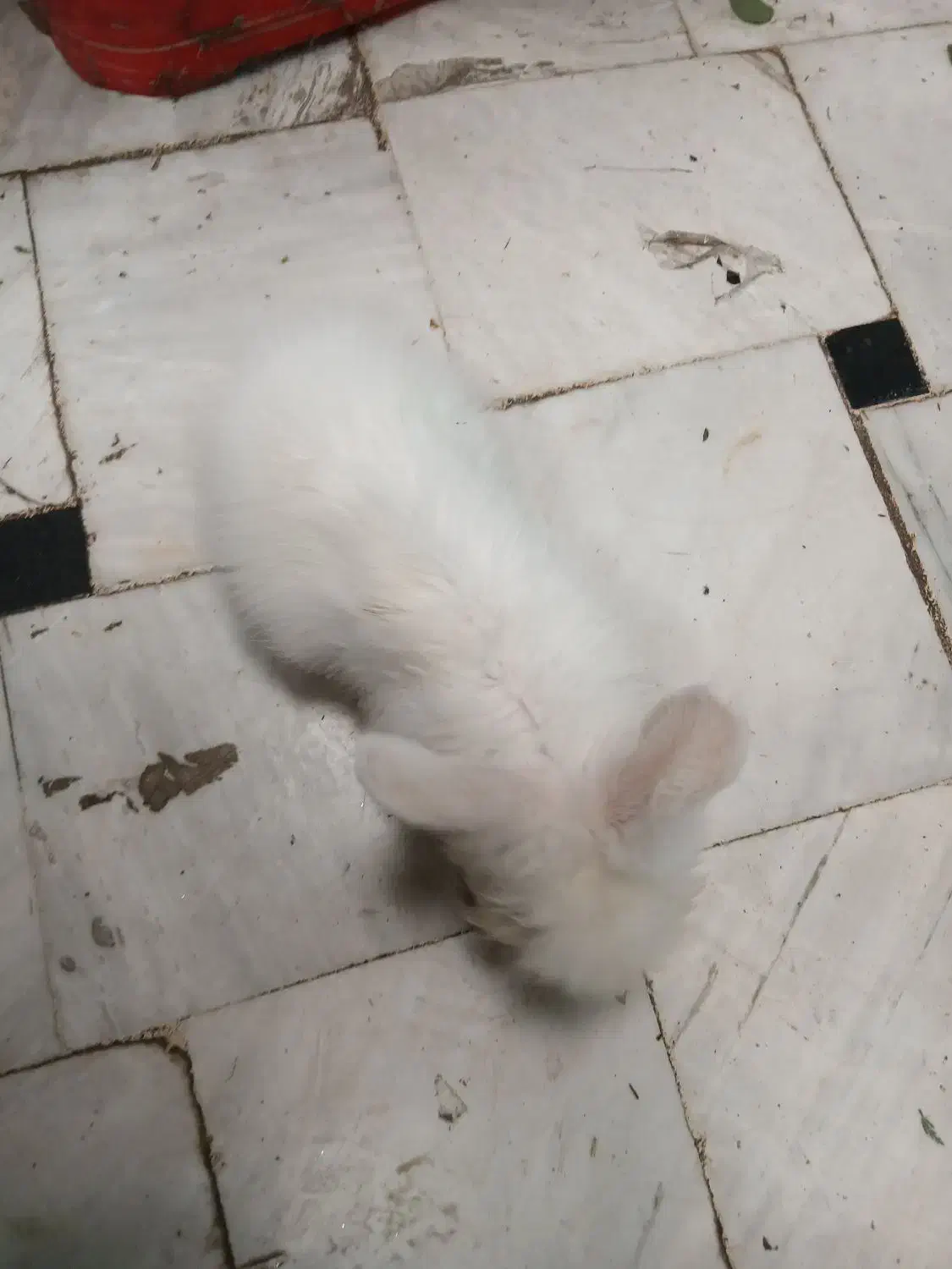 خرگوش|موش و خرگوش|قم, نیروگاه|دیوار