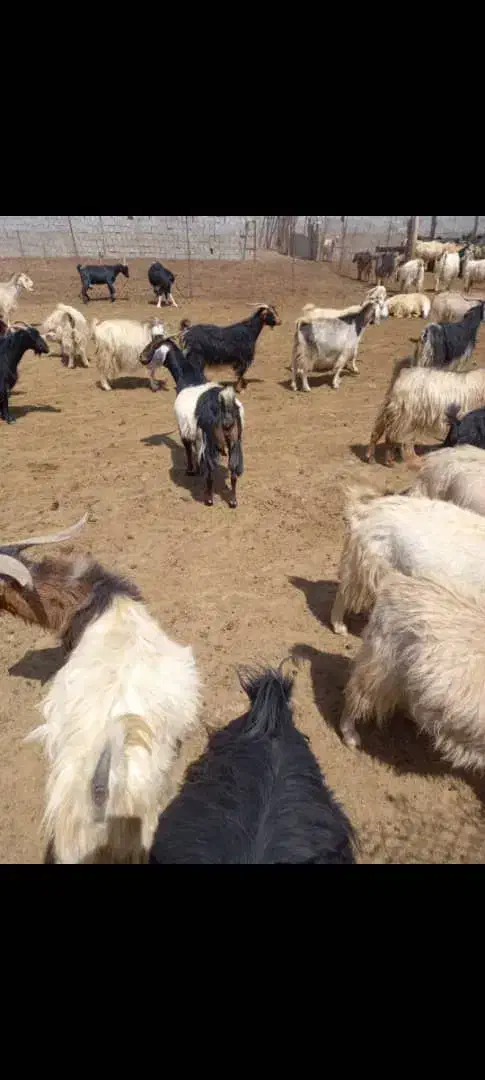 50عدد بز زاییده کهره درشت|حیوانات مزرعه|لنده, |دیوار