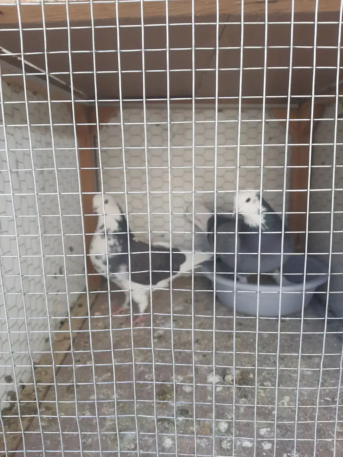 کفتر باخت رفته|حیوانات|ملایر, |دیوار