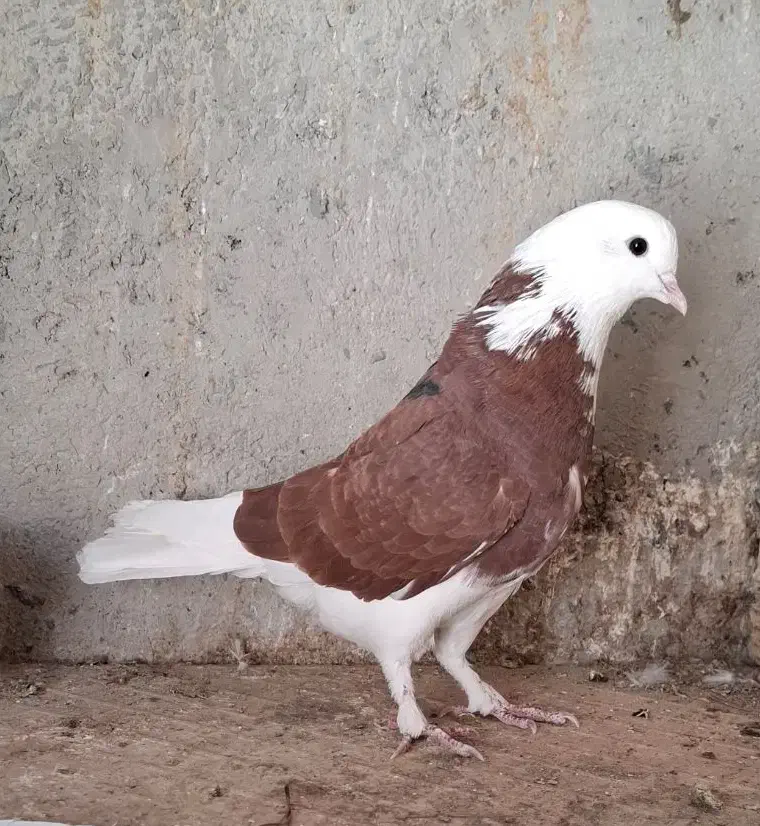 کبوتر پرشی|پرنده|شهریار, فرارت|دیوار