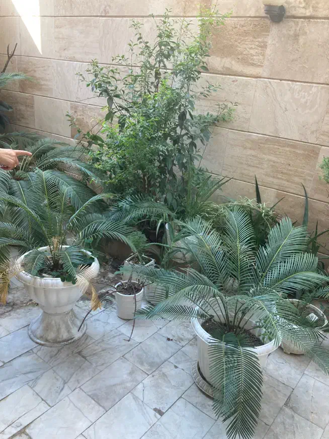 گل و گیاه تزیینی و زینتی|گل و گیاه طبیعی|رشت, شالکو|دیوار