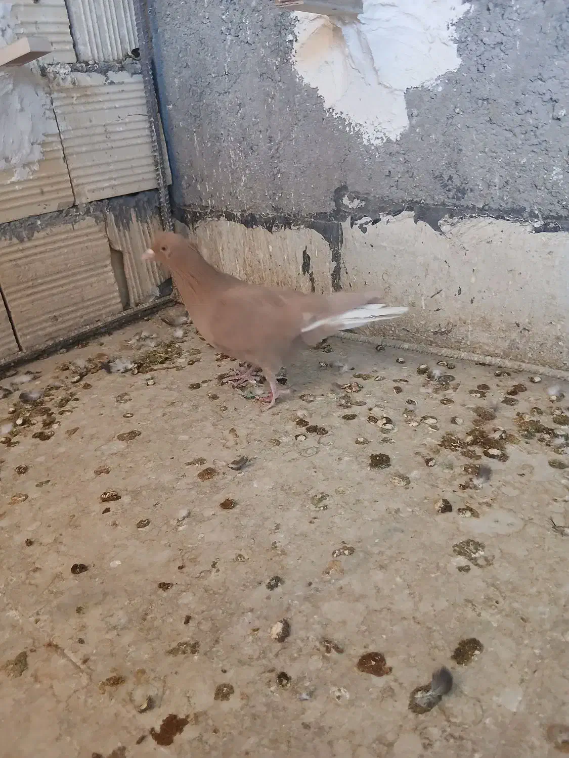 دمسفید ملقی|پرنده|رفسنجان, |دیوار