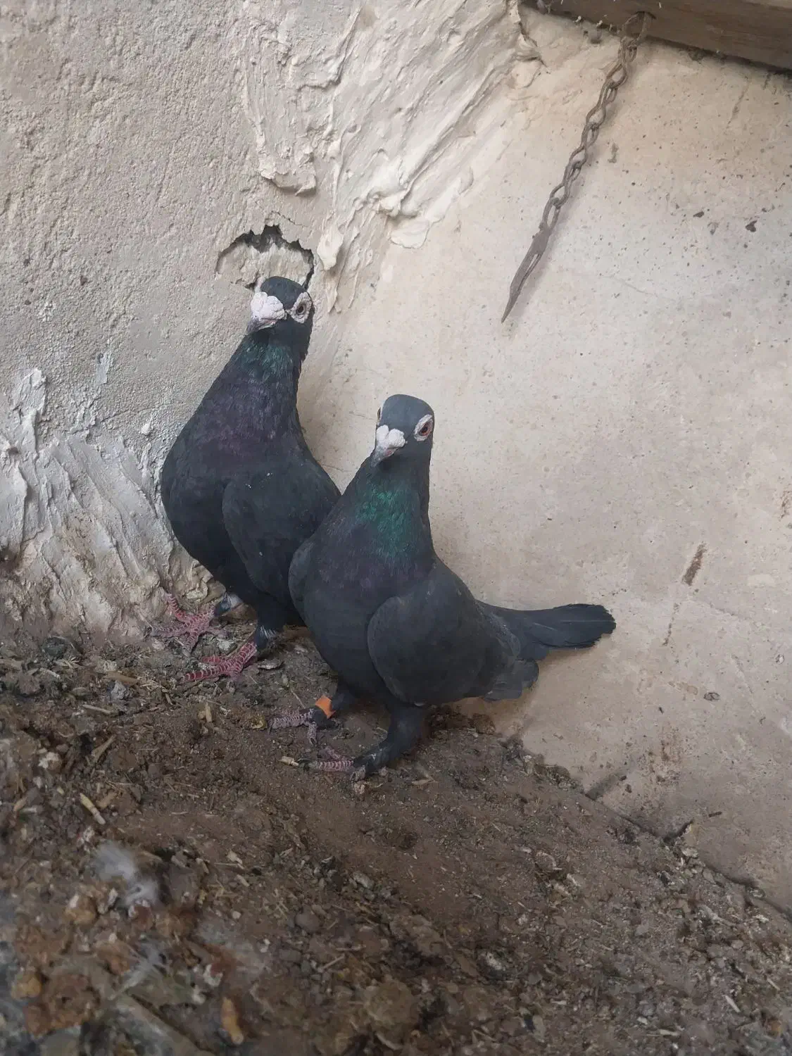 جفت چاپی وزاغ|پرنده|سده (خراسان جنوبی), |دیوار