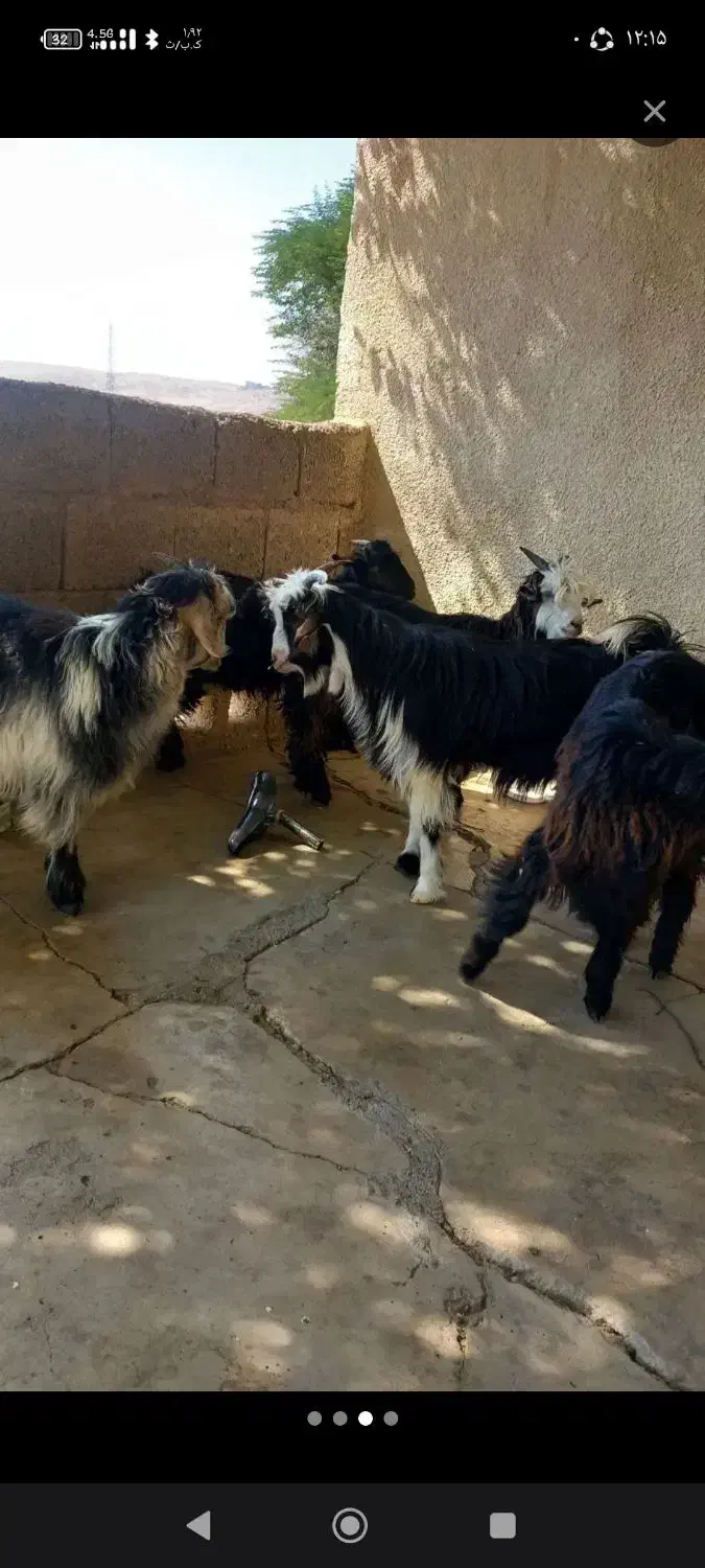 فروشی فوری با موتور معاوضه میشود|حیوانات مزرعه|مسجد سلیمان, |دیوار